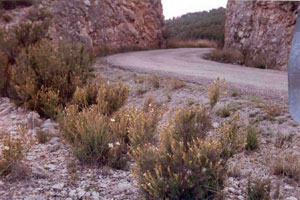 carretera.jpg