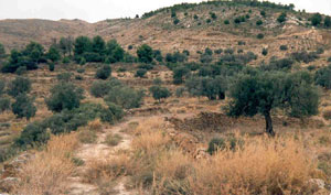 casales.jpg