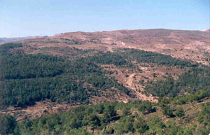 herrerias.jpg
