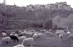 huerto-tio-dama.jpg