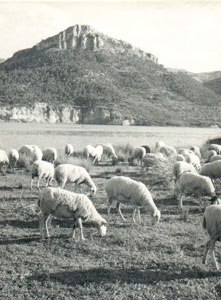 Santolea-Pastando.jpg